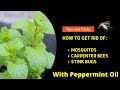 Peppermint Oil For Pest Control: Mosquitos, Carpenter Bees, Crickets, Stink Bugs etc....