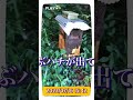 🎶逃去の理由は😌巣落ちでしょうね🐝💨日本ミツバチ巣箱の中を見る👀❗️