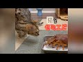 自分と同じ大きさのエビと対面した猫　＃shorts