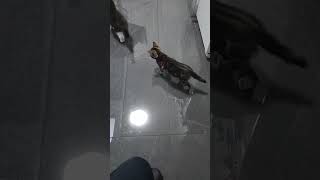 Smart Kittens Knows Their Routine Already