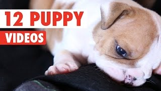 12 Funny Puppies Video Compilation 2016