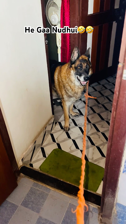 Gaa Nudhui🤣🤣 #shorts #dog #explore #fyp