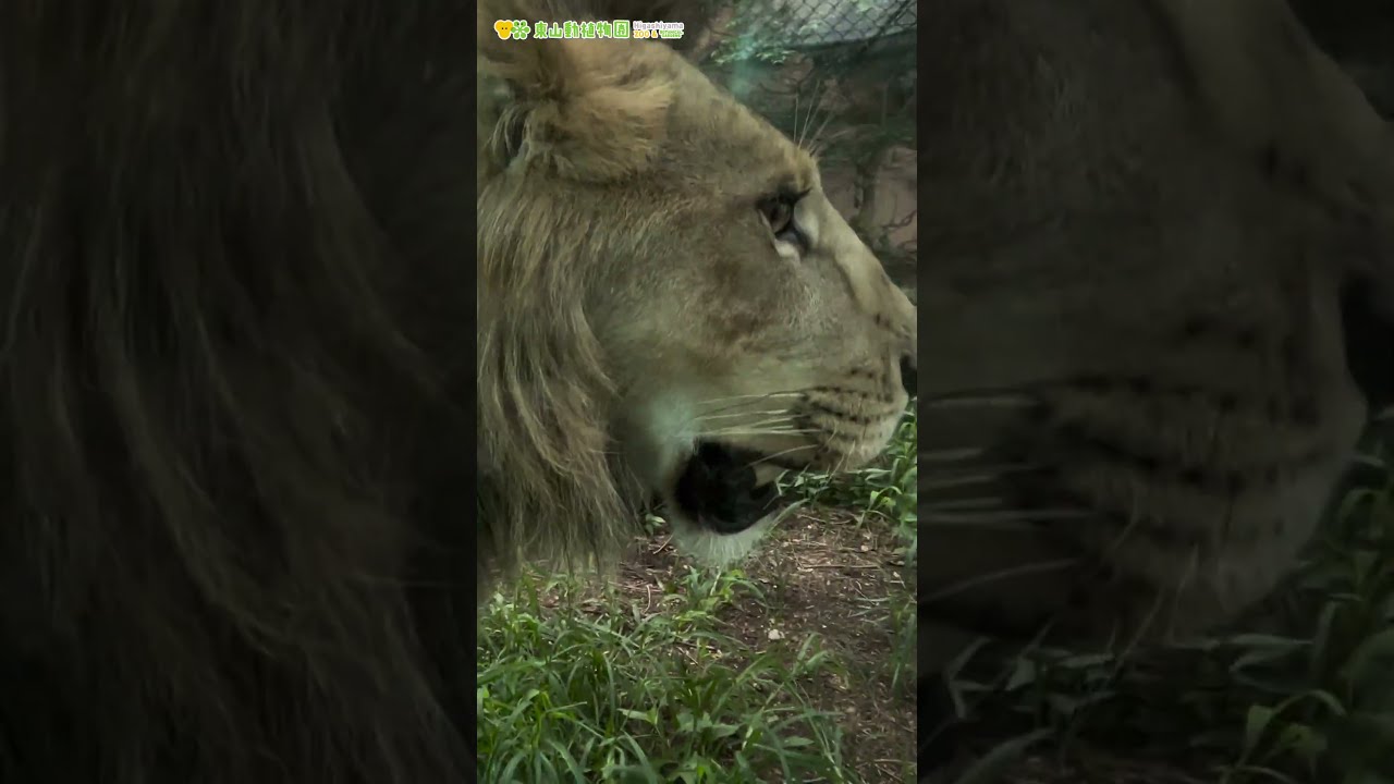 東山動植物園公式】ある日のレグルス1〜近すぎます