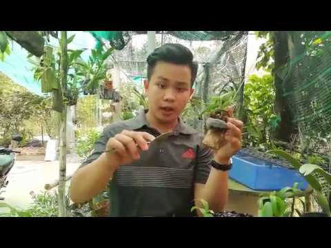 TRỒNG GIẢ HẠC BẰNG 2 CÁCH ĐƠN GIẢN | Duy Phong Orchid | Foci