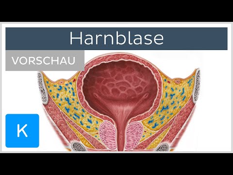 Harnblase (Vorschau) - Anatomie des Menschen | Kenhub