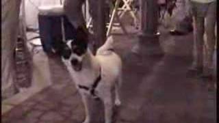 Friday Fest Dogs! Panama City, FL