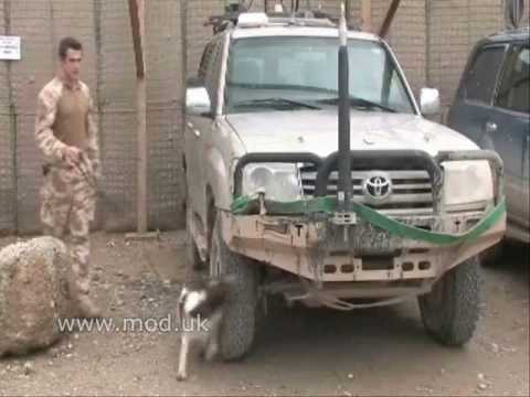 A man and his dog in Helmand