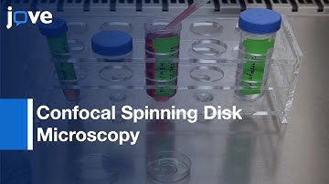 Rat Neonatal Cardiomyocytes Following Adenoviral & Lentiviral Transduction l Protocol Preview