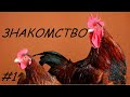 Эксперимент по выращиванию курочек ХанХяп #1