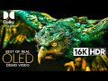 16K Ultra HD HDR Dolby Vision OLED Demo at 120FPS