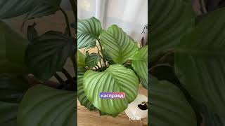 Калатея Орбіфолія 🌿 Догляд за рослиною з Pinterest у вас вдома #рослини #калатея #домашнярослина