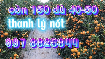 quất cảnh tết 2023 còn 150 dù 40-50 thanh lý nốt giá quất chum dù lh 097 8325344
