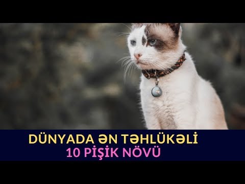 Video: İspan vaşağı: növlərin xüsusiyyətləri