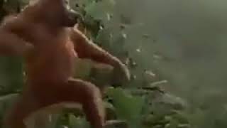 Monyet joget