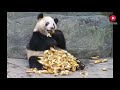 动物视频：大熊猫到底有多能吃？看完视频就知道了！