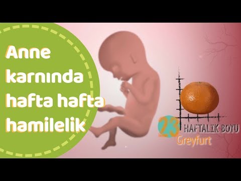 Anne karnında hafta hafta bebek gelişimi