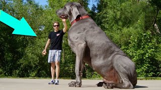 أضخم الكلاب في العالم