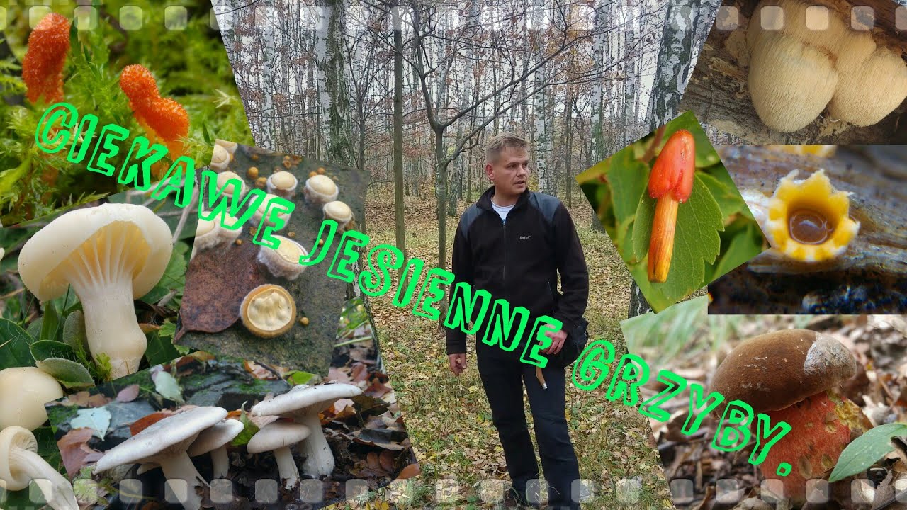 Ciekawe jesienne grzyby i ....