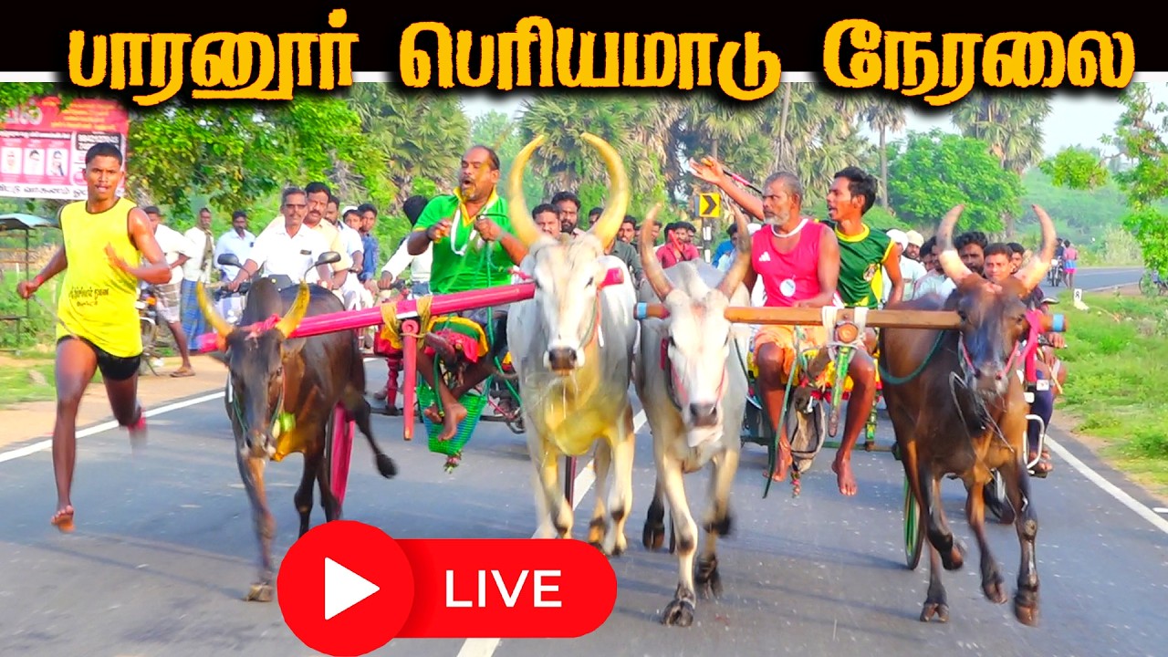 LIVE_இராமநாதபுரம் (மா)பாரனூர்  பெரியமாடு நேரலை