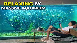 Massive Home Aquarium Build Giant Monster Fish , Goldfish, Bettafish, Koi Fish Tank Setup