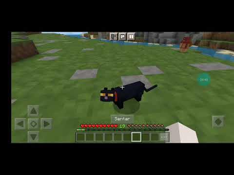 DOMESTIQUEI TODOS OS GATOS DO MINECRAFT NUM SÓ VÍDEO 