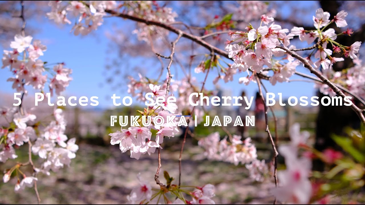 [4k] 5 Places to See Cherry Blossoms in Fukuoka | Don't Miss This ...