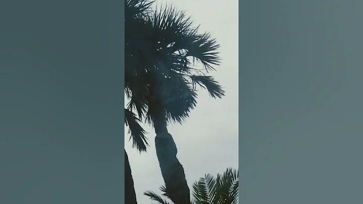 it's a normal day in Florida
