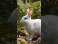rabbit ke kuch dilchasp bate #rabbit #short 🐇🐇