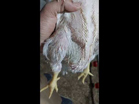بالفديو طريقة معرفه السموم الفطريه رشح المراره في الفراخ البيضاء وعلاجها