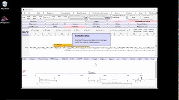 DNADynamo tutorial - Basics (old version - see updated version)