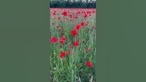 Poppy Fields, Switzerland #1 TikTok @neil.james