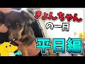【実写】きょんちゃんの1日 平日編