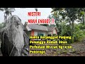 Mbah enggot hantu berjenggot panjang penunggu rumah dinas perhutani mrayan ngrayun ponorogo