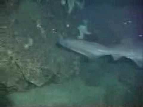 Video: Sixgill köpekbalığı: habitat, görünüm, insanlar için tehlike