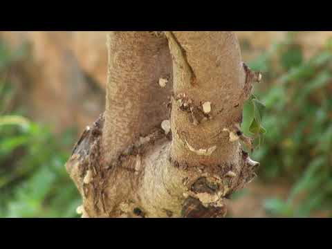 Vídeo: O que é goma de pistacia lentiscus (mastique)?