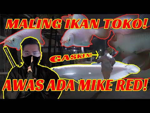 Video: Menangkap Hari-hari Terakhir Pasar Ikan Tokyo - Matador Network