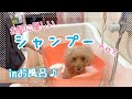 トリマーが教える犬のお肌に優しいシャンプーの仕方【お風呂IN ver】