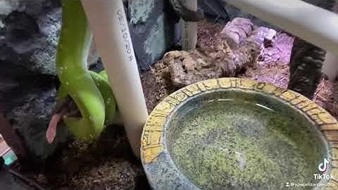 Green Tree Python Feeding Time ( Super Fast !! ) #shorts
