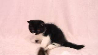 セルカークレックス SH 白黒直毛の女の子　Selkirk Rex SH Variant Black&White Girl by BA REX 123 views 9 years ago 33 seconds