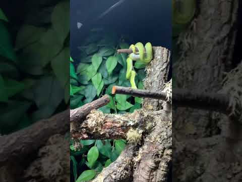 Green Tree Python feed