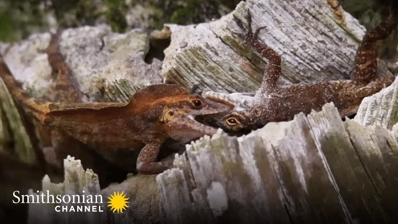 Lizard Defending Two Lizards Fight for the Right to Claim a Tree as their Home 🦎 ...