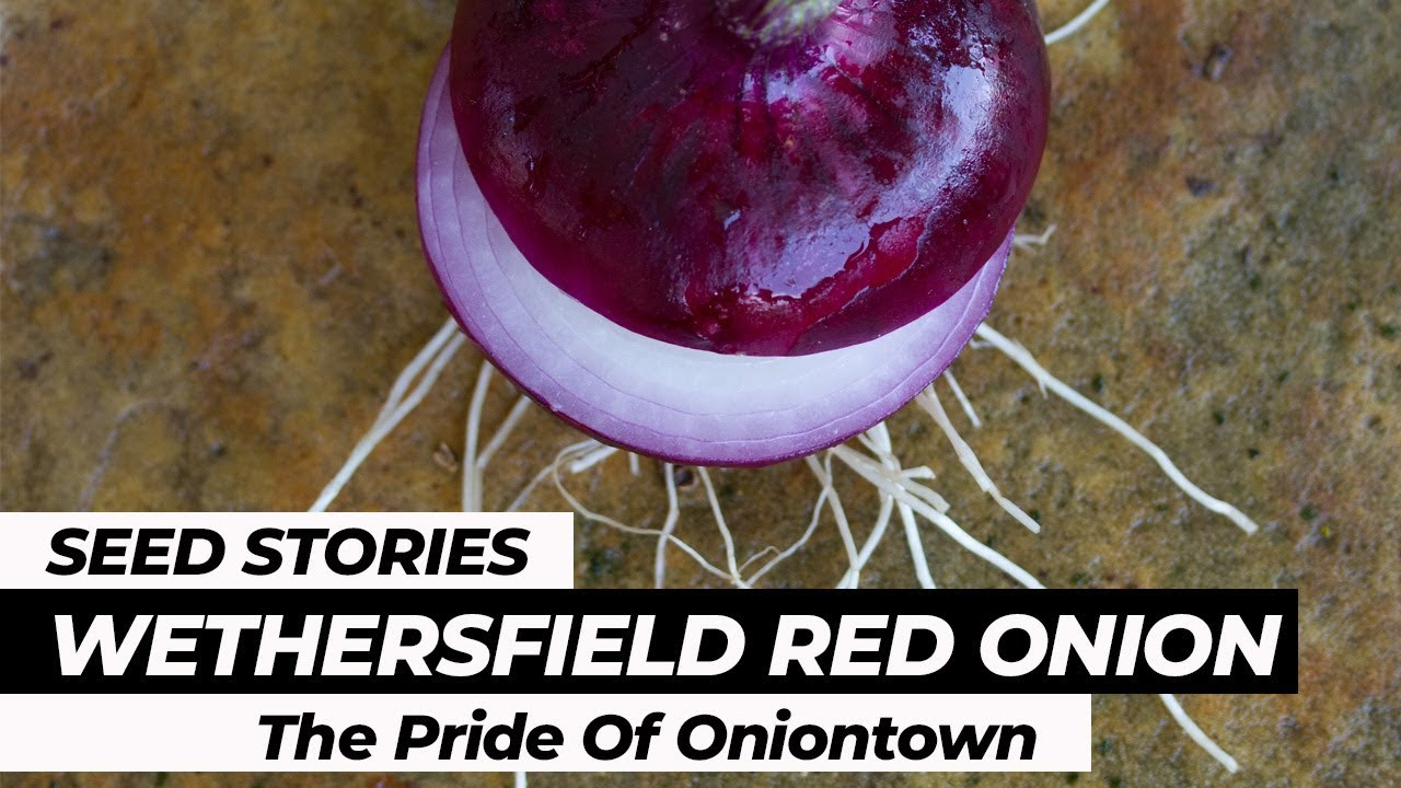 ИСТОРИИ СЕМЯН | Wethersfield Red: Гордость Оньонтауна
