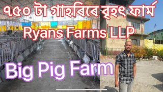 অসমৰ এখন ডাঙৰ গাহৰিৰ ফাৰ্ম  Big Pig Farm in Assam. Ryans Farms LLP #pig  #farming #gahori #uparjan