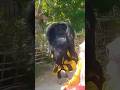 Barongan Galak Diejek Ngamuk Ngejar Orang#shorts #barongangalak#baronganblora