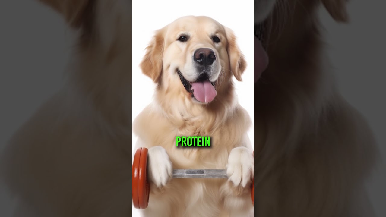 5 Human Foods That Are Actually Good For Your Dog