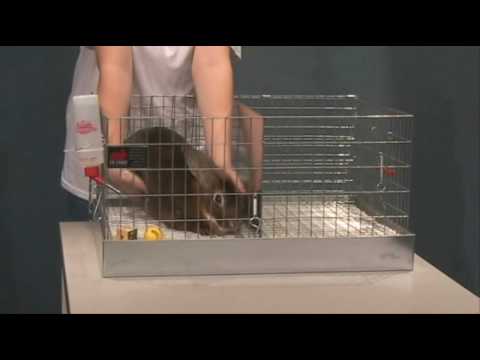 3 of 6 how-to rabbit videos presented by Lisa-Karr-Lilienthal, University of Nebraska-Lincoln Extension Companion Animal Specialist. Rabbits are one of many animal science projects 4-H youth can enroll in. To find out more about 4-H, contact your local extension office.