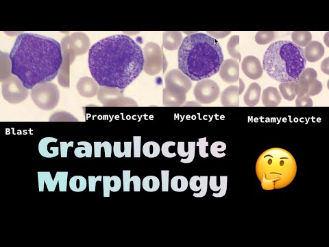 Video: Forskjellen Mellom Basofil Og Eosinofil