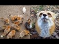 CUTE PET FOX - Cutest Fox Videos (Try Not To Laugh Or Cry)