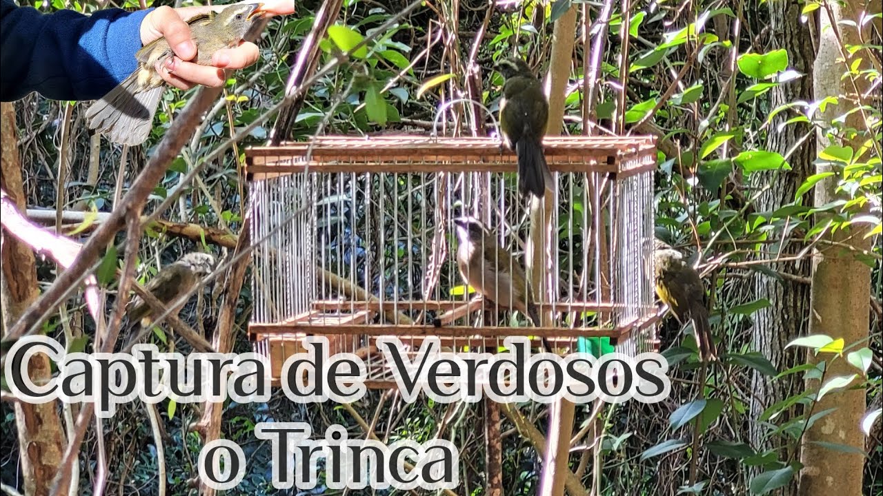 Cacería de Verdosos o Trinca con el pichón 