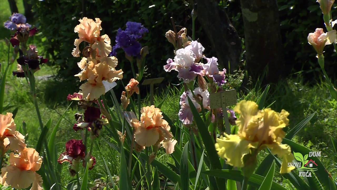 Iris - cvijet za ljepše dvorište - YouTube